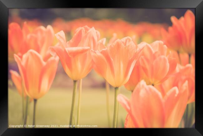 Giant Orange Tulips In Full Bloom In The Parterre  Framed Print by Peter Greenway