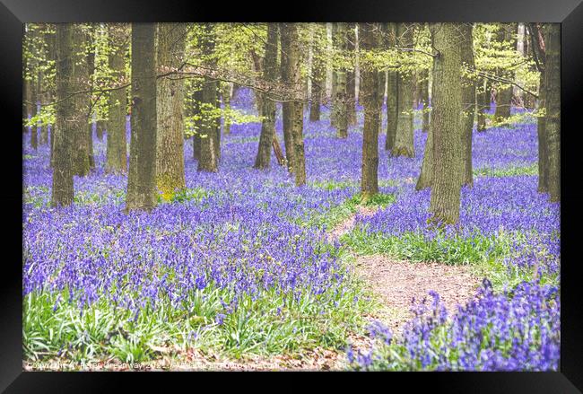 Bluebells On The Ashridge Estate At Dockey Wood Framed Print by Peter Greenway