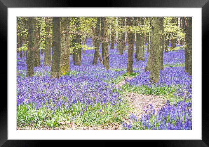 Bluebells On The Ashridge Estate At Dockey Wood Framed Mounted Print by Peter Greenway