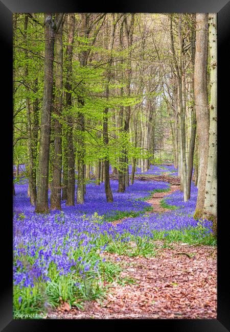 A Winding Path Through A Bluebell Carpet At Dockey Framed Print by Peter Greenway