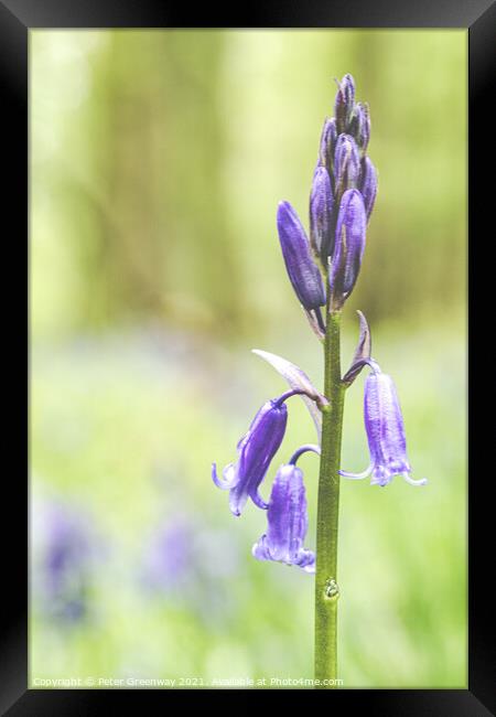 A Bluebell Close-up In Dockey Wood On The Ashridge Framed Print by Peter Greenway
