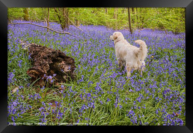 Golden Retriever Amid A Carpet Of Bluebells At Doc Framed Print by Peter Greenway
