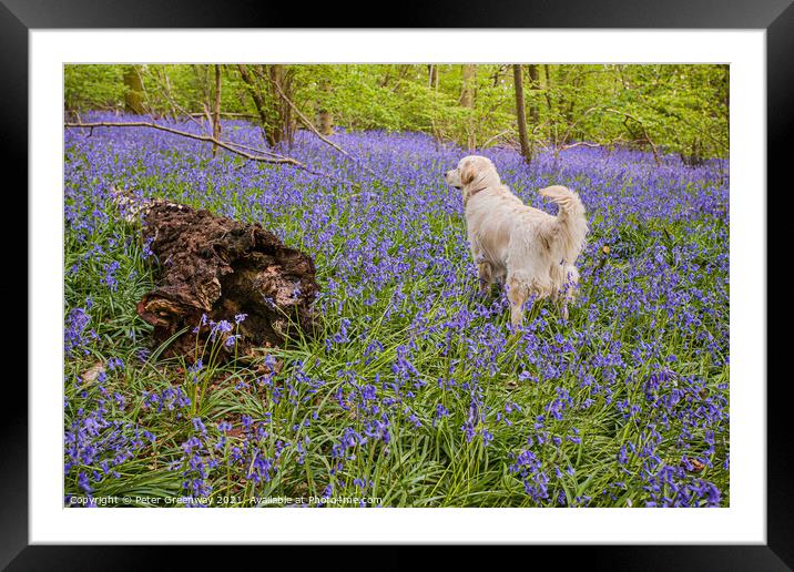 Golden Retriever Amid A Carpet Of Bluebells At Doc Framed Mounted Print by Peter Greenway