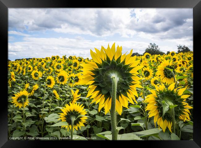 Slightly Surreal View Of A Field Of Sunflowers Framed Print by Peter Greenway
