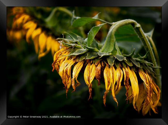 A Drooping Sunflower Head Slightly Past Its Best Framed Print by Peter Greenway