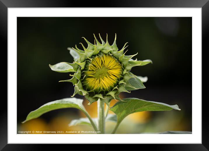 An Unopened Sunflower Head In Rural Oxfordshire Framed Mounted Print by Peter Greenway