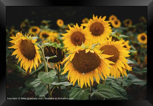 Sunflower Heads In Rural Buckinghamshire Framed Print by Peter Greenway