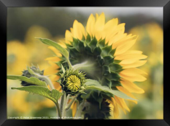 Unopened / Sunflower In Full Bloom In The Fields Of Rural Oxfordshire Countryside Framed Print by Peter Greenway