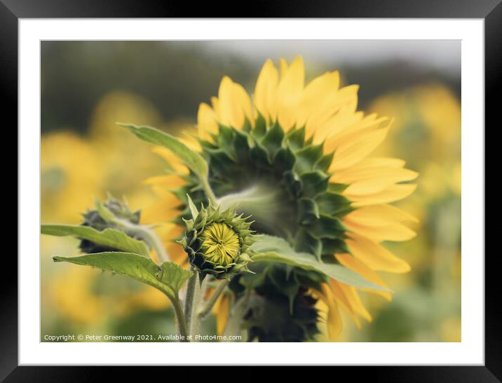 Unopened / Sunflower In Full Bloom In The Fields Of Rural Oxfordshire Countryside Framed Mounted Print by Peter Greenway