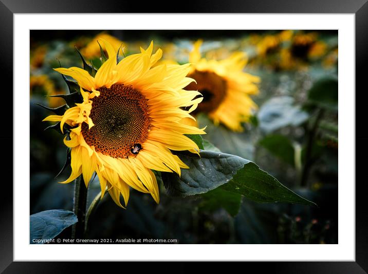 Bee On A Sunflower Head In The Rural Oxfordshire C Framed Mounted Print by Peter Greenway