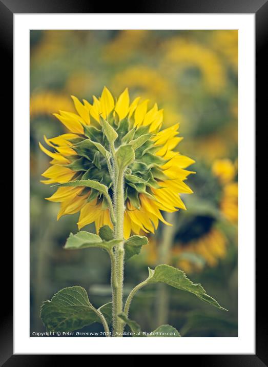 Sunflowers Heads In The Fields Of Rural Oxfordshir Framed Mounted Print by Peter Greenway