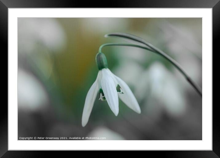 English English Churchyard Snowdrops Framed Mounted Print by Peter Greenway