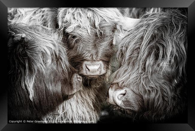The Mothers Meeting Of Highland Cows Framed Print by Peter Greenway
