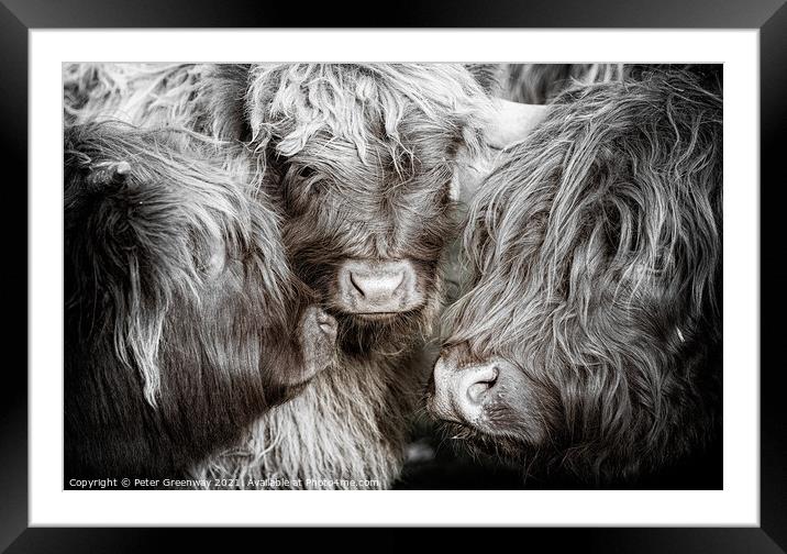 The Mothers Meeting Of Highland Cows Framed Mounted Print by Peter Greenway