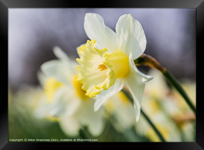Daffodil Row Framed Print by Peter Greenway