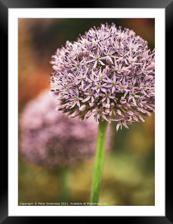 Show Alliums At RHS Chelsea Framed Mounted Print by Peter Greenway