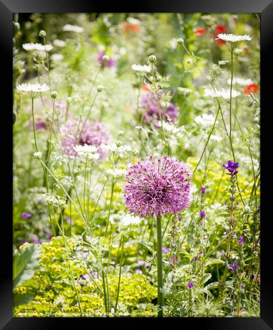 Allium Giganteum In A Meadow Of Wild Flowers At Ch Framed Print by Peter Greenway