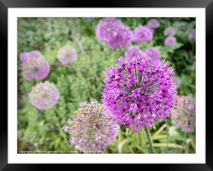 Alliums After A Rain Shower At Hidcote Gardens Framed Mounted Print by Peter Greenway