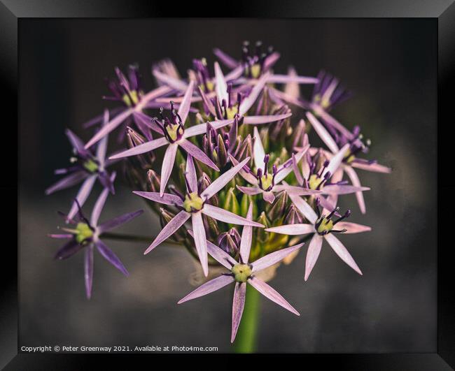 'Star of Persia' Flower In Bloom  Framed Print by Peter Greenway