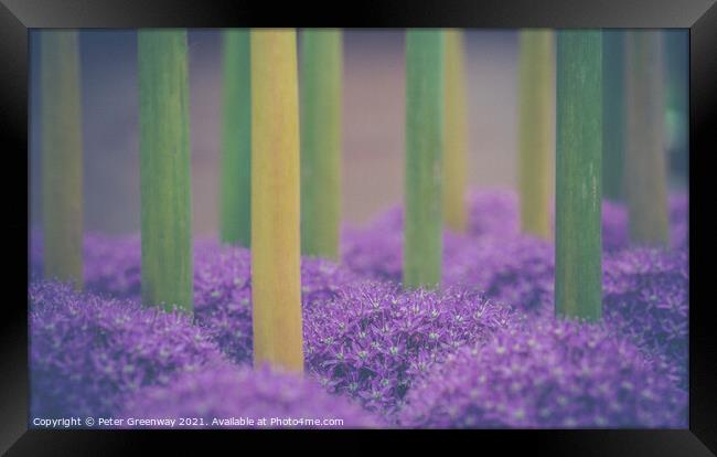 Upside Down Allium Giganteums Framed Print by Peter Greenway