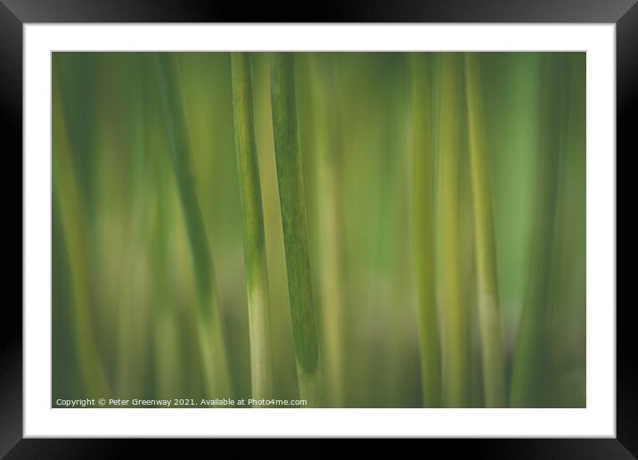 Creative Take On Green Allium Stems Framed Mounted Print by Peter Greenway