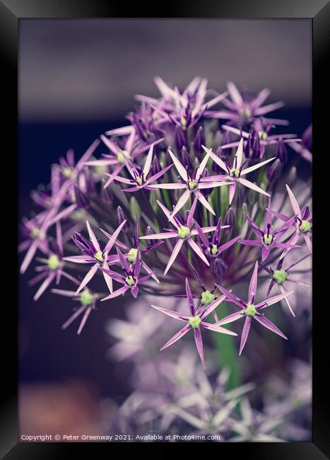 'Star of Persia' Flower In Bloom  Framed Print by Peter Greenway