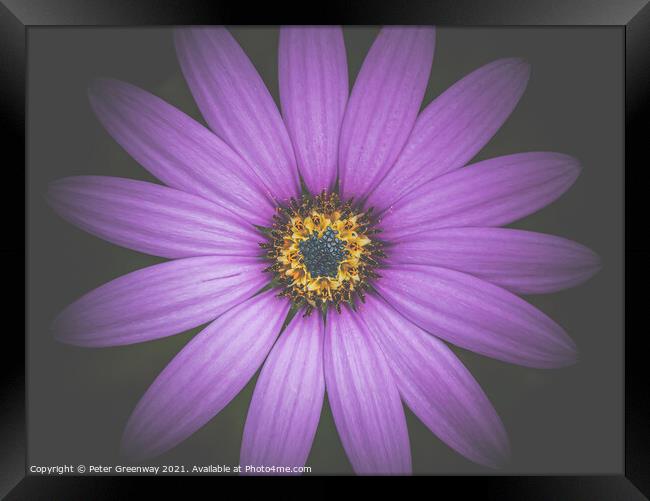The Heart Of A Purple Aster Framed Print by Peter Greenway