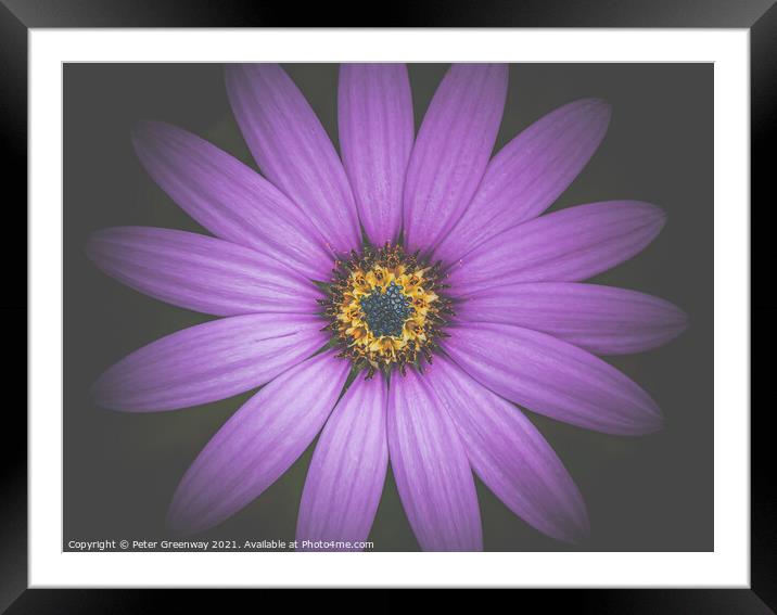 The Heart Of A Purple Aster Framed Mounted Print by Peter Greenway
