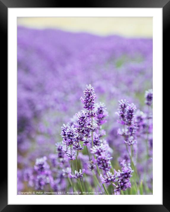 Blooms Of Cotswolds Lavender At Snowshill  Framed Mounted Print by Peter Greenway