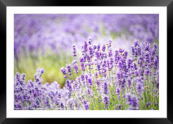 Cotswolds Lavender At Snowshill, Gloucestershire Framed Mounted Print by Peter Greenway