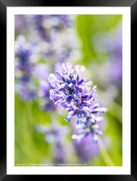 Iscolated Bloom Of Cotswolds Lavender Framed Mounted Print by Peter Greenway