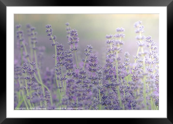 Cotswold Lavender Bloom Framed Mounted Print by Peter Greenway