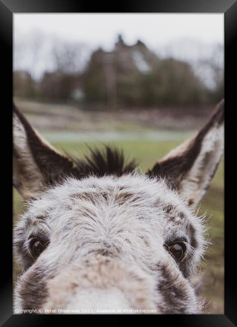 Very Curious Farmyard Donkey Face With Pricked Up Ears Framed Print by Peter Greenway
