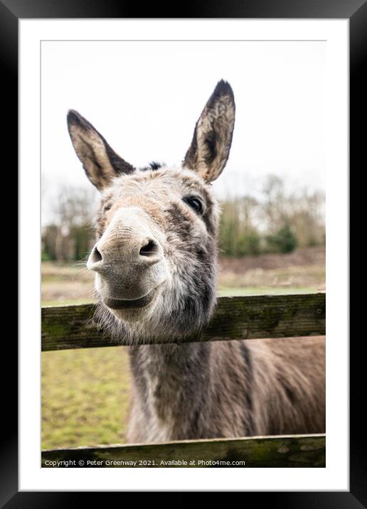 Very Curious Farmyard Donkey Framed Mounted Print by Peter Greenway