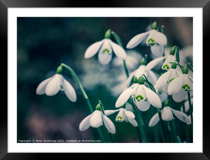 Early English Spring Snowdrops In Cottisford Churc Framed Mounted Print by Peter Greenway