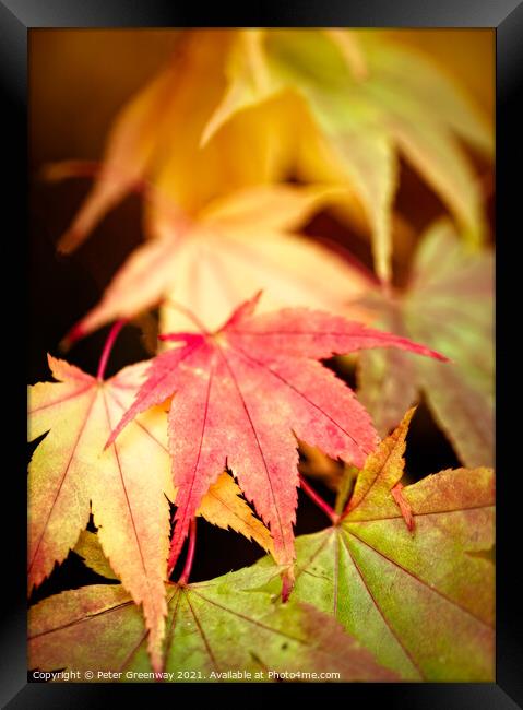 Colourful Autumn Japanese Maple Leaves At Batsford Framed Print by Peter Greenway