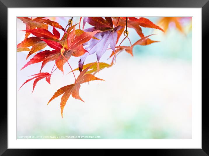 Autumnal Acer Leaves On The Trees At Batsford Arbo Framed Mounted Print by Peter Greenway