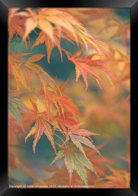 Autumnal Acer Leaves On The Trees At Batsford Arbo Framed Print by Peter Greenway