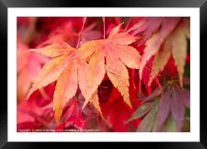 Colourful Autumn Maple Leaves At Batsford Arboretu Framed Mounted Print by Peter Greenway