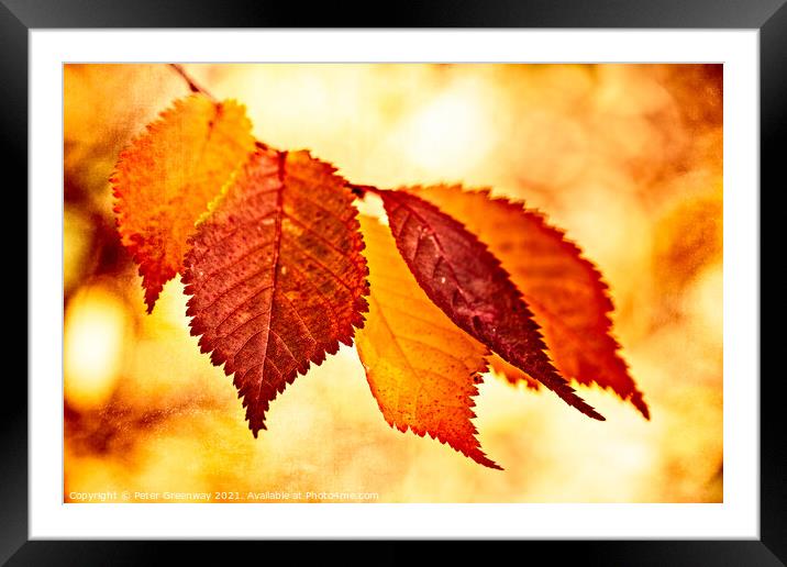 Colourful Autumn Leaves At Batsford Arboretum, Glo Framed Mounted Print by Peter Greenway