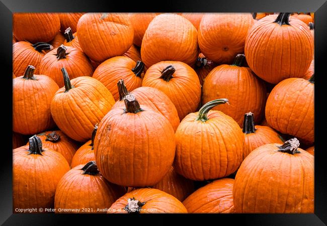 Piles Of Halloween Pumpkins In Tennessee Framed Print by Peter Greenway