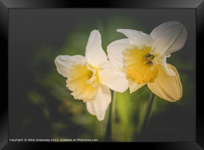 Spring Daffodils In The Grounds Of Waterperry Gardens Framed Print by Peter Greenway