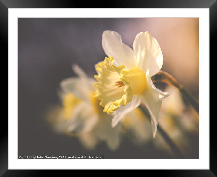 Spring Daffodils In Waterperry Gardens, Oxfordshire Framed Mounted Print by Peter Greenway