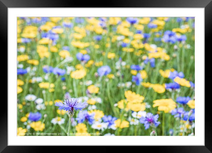 Field Of English Meadow Flowers In The Cotswolds Framed Mounted Print by Peter Greenway