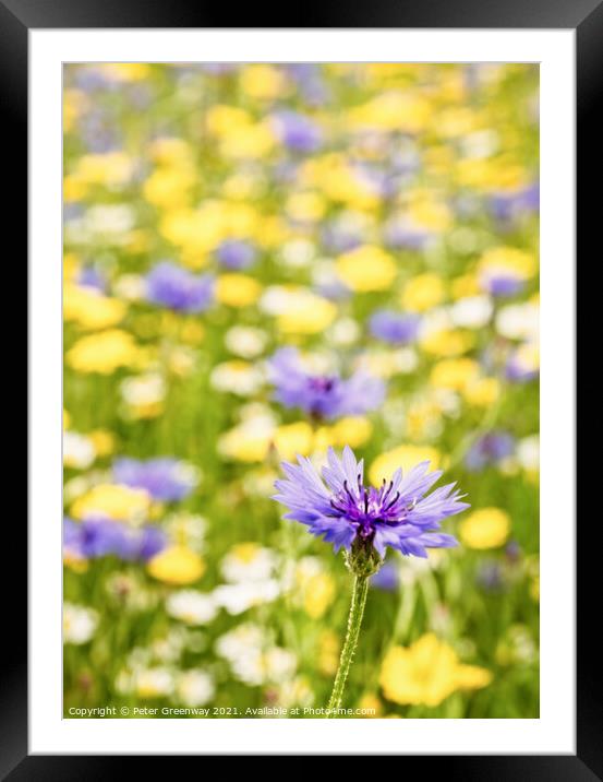 Centaurea Cyanus ( Bachelors Button ) In The Meado Framed Mounted Print by Peter Greenway