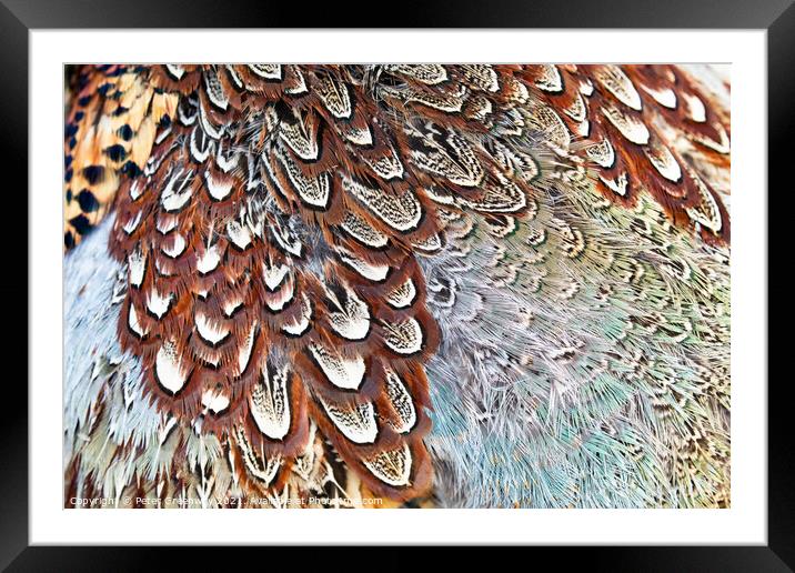 Colourful Pheasant Feathers Framed Mounted Print by Peter Greenway