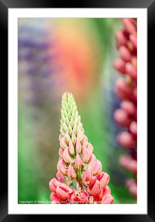 'Gallery Pink' Lupins In A Flower Border At Rousha Framed Mounted Print by Peter Greenway