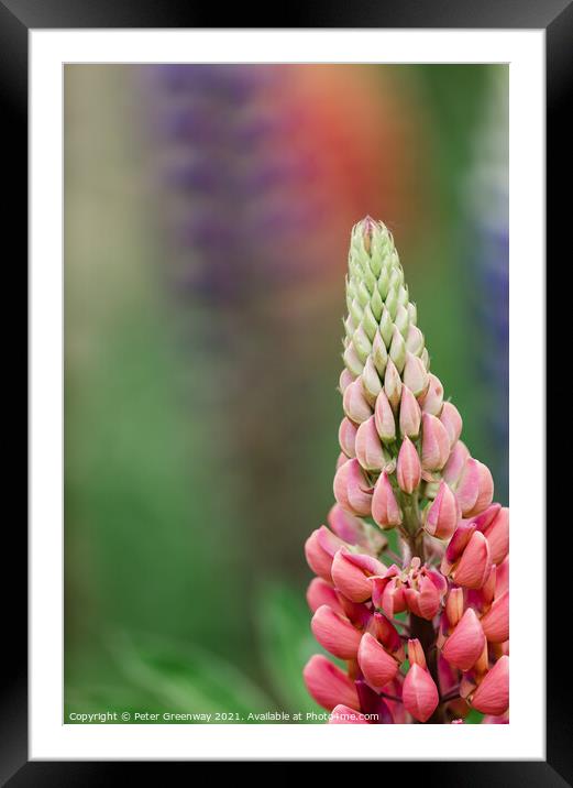 'Gallery Pink' Lupins In A Flower Border At Rousha Framed Mounted Print by Peter Greenway