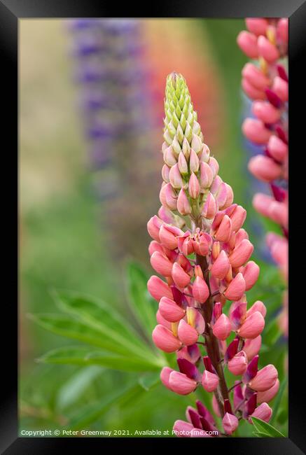 'Gallery Pink' Lupins In A Flower Border At Rousha Framed Print by Peter Greenway