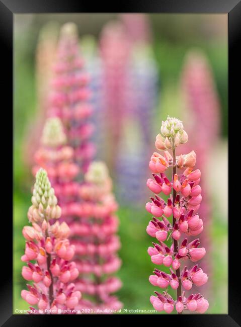Red Lupins In The Flower Borders Of Hidcote Manor  Framed Print by Peter Greenway
